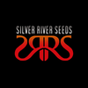 RIVER HAZE - SILVER RIVER SEEDS