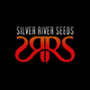 MAGNUM COOKIES AUTOMATICA-SILVER RIVER SEEDS