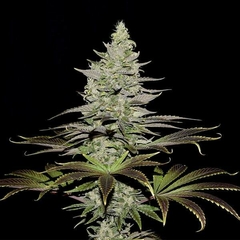SOMANGO XL X3-ROYAL QUEEN SEEDS en internet
