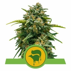 SWEET SKUNK AUTO X3-ROYAL QUEEN SEEDS - comprar online
