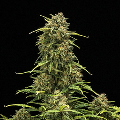 SWEET SKUNK AUTO X3-ROYAL QUEEN SEEDS en internet