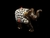 ELEFANTE MADERA GRANDE