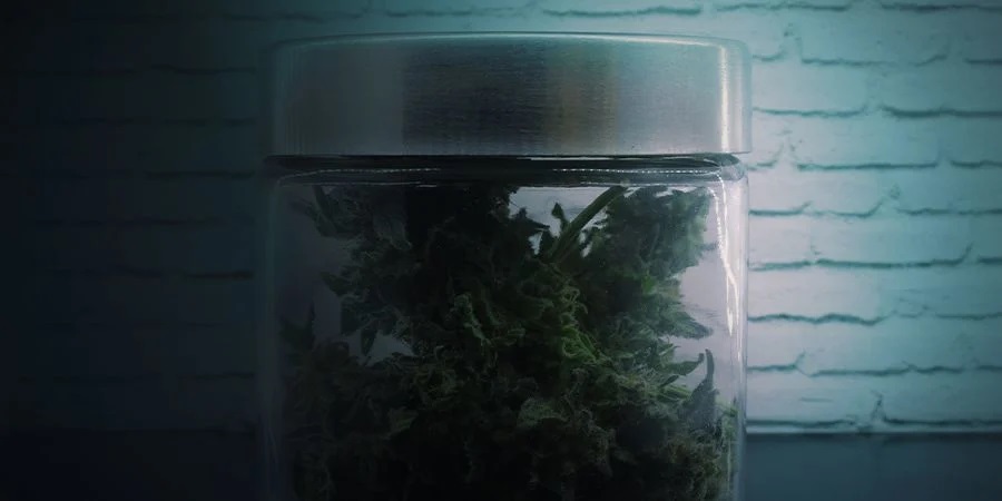 tarro de cristal lleno de cogollos de cannabis listos para fumar