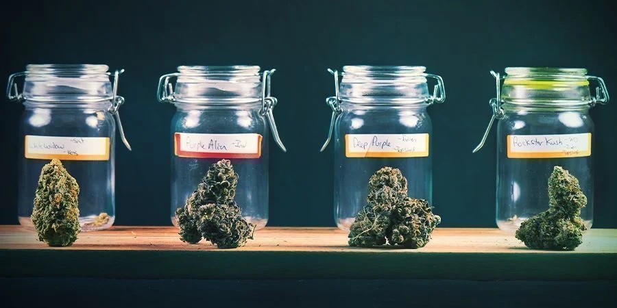 Cómo almacenar la marihuana a largo plazo y conservar su frescura