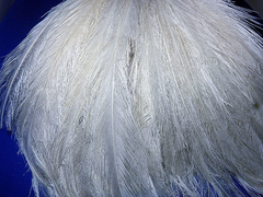 P/SPEY FEATHERS - comprar online