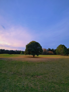 el árbol mágico