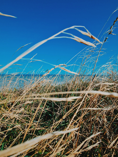 viento del sur