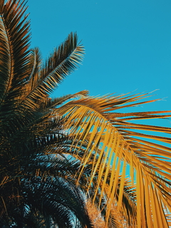 palmerita