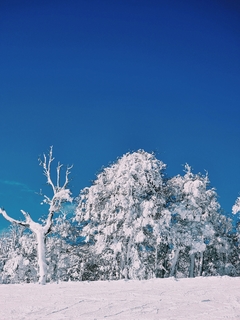 arboles blancos