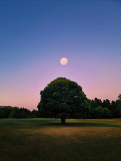el árbol mágico