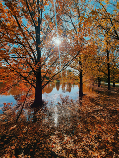 otoño despues de una noche de lluvia I
