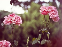 regala rosas