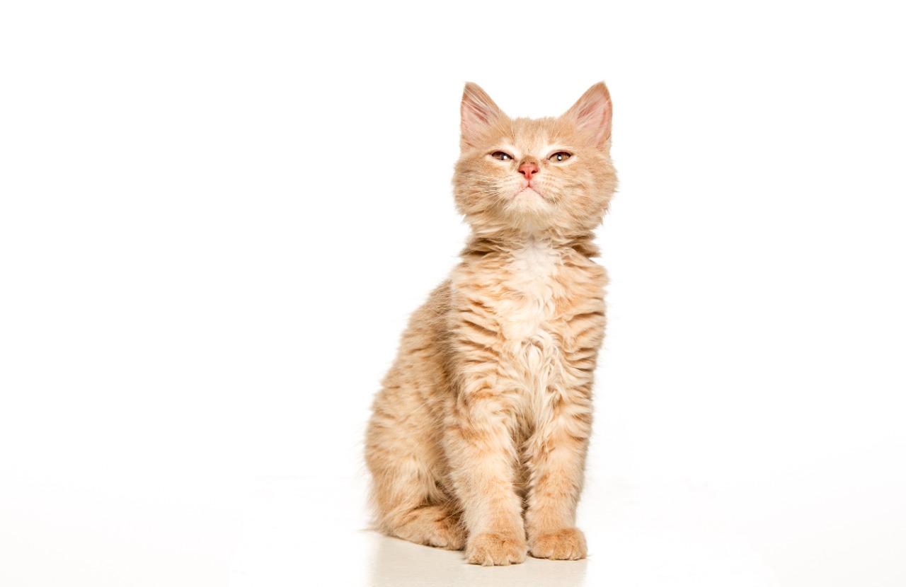 ZONA GATOS