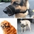 Anti latido cão focinho para pequenos cães grandes ajustável boca do animal de estimação focinhos para cães correias de náilon acessórios do cão - loja online