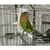 Aves suporte para alimentos para animais de estimação papagaio alimentação frutas vegtable clipe cuttlefish osso alimentador dispositivo pino braçadeira gaiola pássaro acessórios na internet