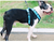 Imagem do Cão de estimação arnês verão malha náilon respirável cão colete macio ajustável arnês para cães filhote de cachorro coleira gato cão de estimação cinta de peito