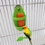 Imagem do Alimentador de papagaio com rack de pé titular de frutas vegetais plástico pendurado recipiente de alimentos gaiola acessórios para animais de estimação pássaro suprimentos