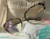 Gafas de Metal borde animal print