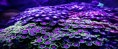 Banner da categoria Suplementos Marinhos