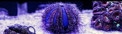 Banner da categoria Invertebrados