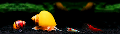 Banner da categoria Invertebrados