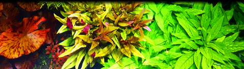Carrossel 1