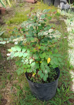 Breynia Nivosa, Hermoso Arbusto Nevado - Vivero Las Magnolias