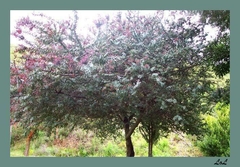 Acacia Baileyana Rubra, Hermosa Planta Ornamental