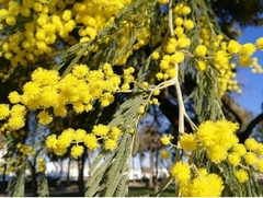 Aromo francés (Acacia Dealbata) de 2,20 m