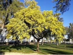 100 Semillas De Aromo Francés (acacia Dealbata)