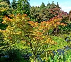 Árboles De Acer Palmatum (arce Japonés)