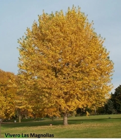 Acer Saccharinum - Hermosos Árboles De Aprox. 2,5 Metros - comprar online
