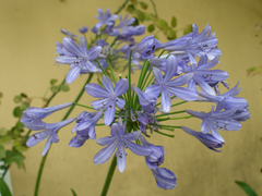 Agapanthus - Lirio Africano - De Flor Celeste - comprar online