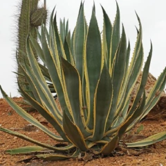 Agave Americana Marginata - comprar online