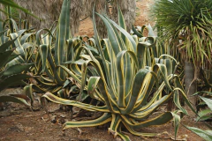 Agave Americana Marginata en internet