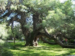 Algarrobo Blanco - Árbol Nativo