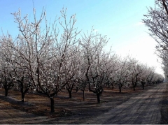 Almendros Non Pareil (Cáscara de papel) - comprar online