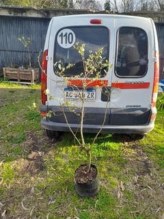 Plantas Adultas De Arándanos, En Producción