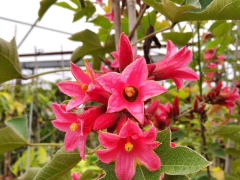 Brachychiton Discolor - Hermoso Árbol Ornamental