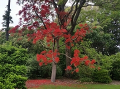 Brachichiton Acerifolius - Árbol Del Fuego - comprar online