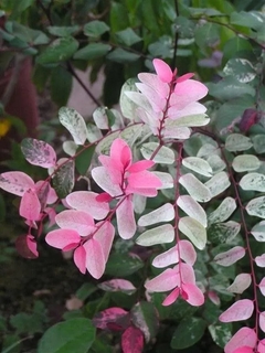 Breynia Nivosa, Hermoso Arbusto Nevado