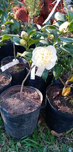 Camelia japónica de flor blanca - comprar online