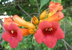 Bignonia Anaranjada - Campsis Radicans
