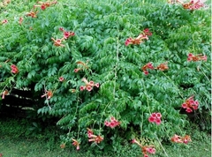 Bignonia Anaranjada - Campsis Radicans - comprar online