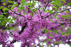 Plantines De Cercis Siliquastrum - Ábol De Judea