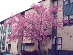 Plantines De Cercis Siliquastrum - Ábol De Judea en internet