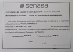 Rosal Oklahoma, de Rosauer - Flor Roja Casi Negra, Muy Perfumada en internet