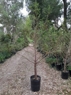 Ciprés Calvo (taxodium Distichum) - semiejemplar