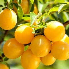 Ciruelo Golden Japan (amarillo) - Calidad De Exportación