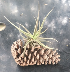 Plantas De Clavel Del Aire - Tillandsia Aeranthos - Vivero Las Magnolias